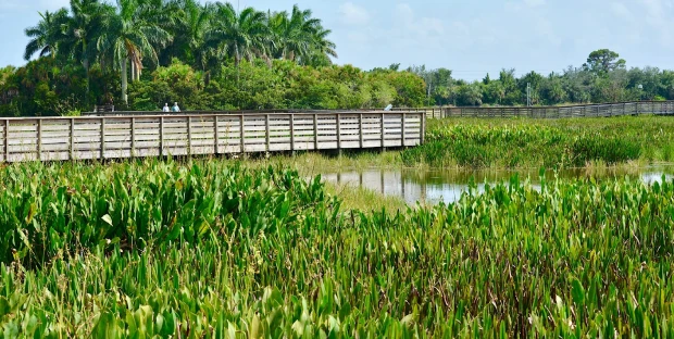 wetlands